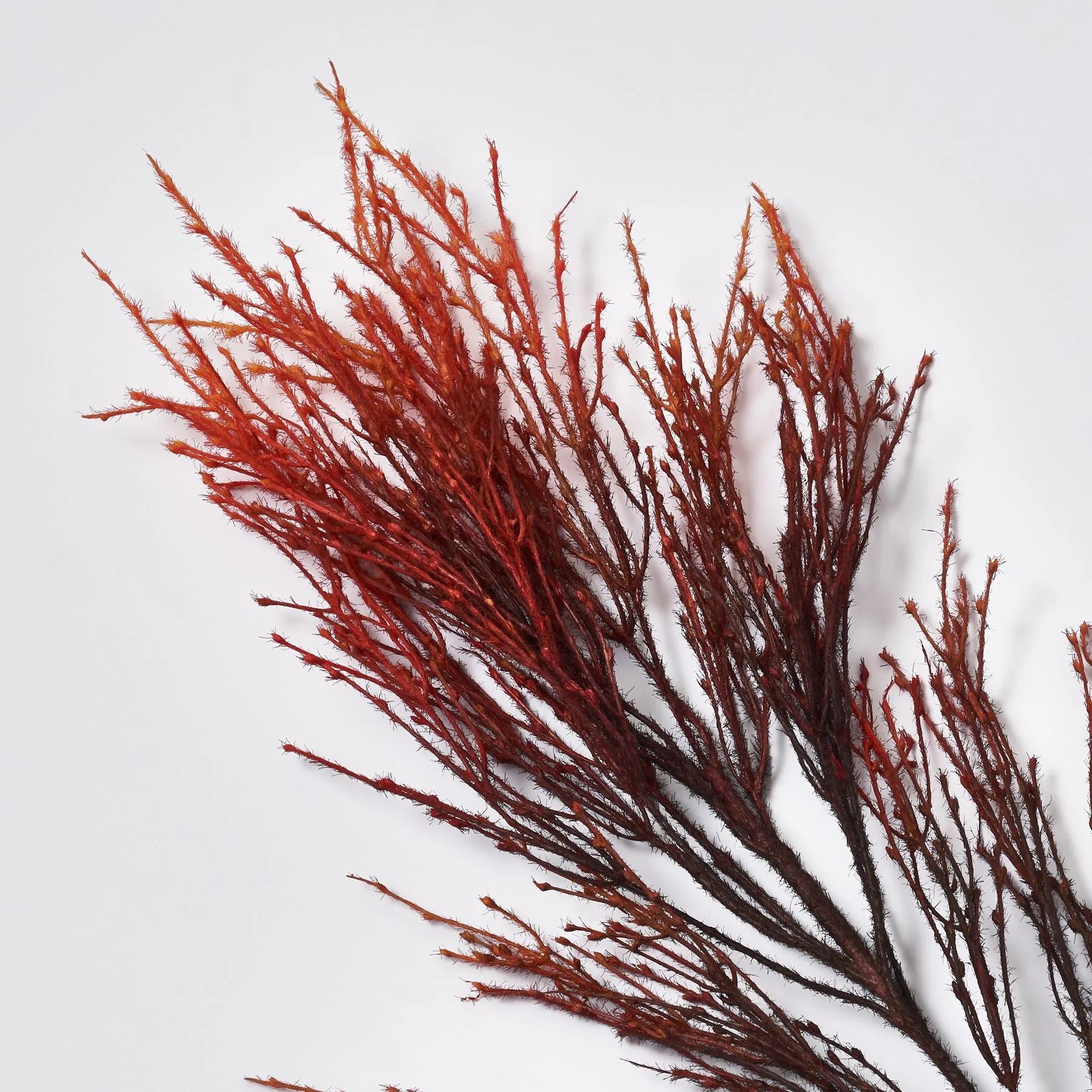 Autumnal Red & Black Faux Pampas Grass Faux Branch Spray - 35"