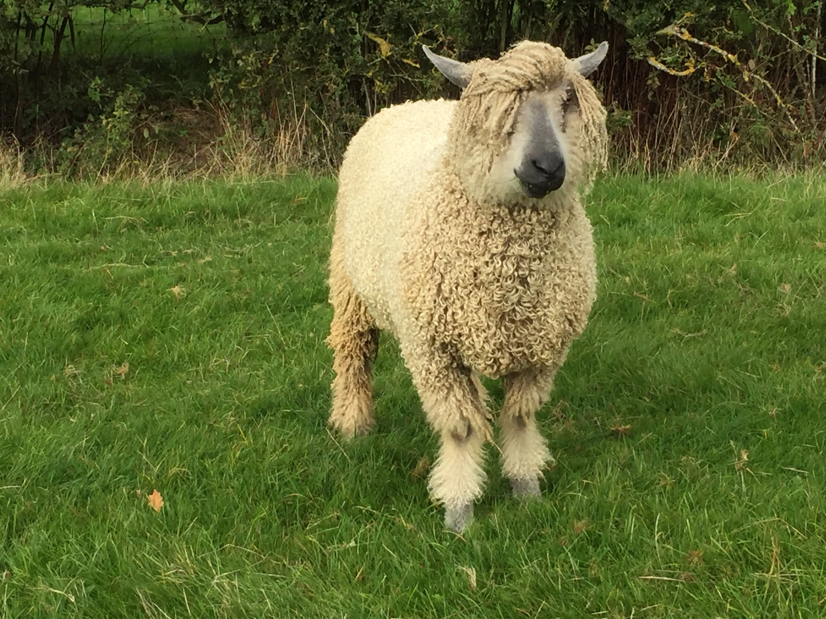 Farmer Ted