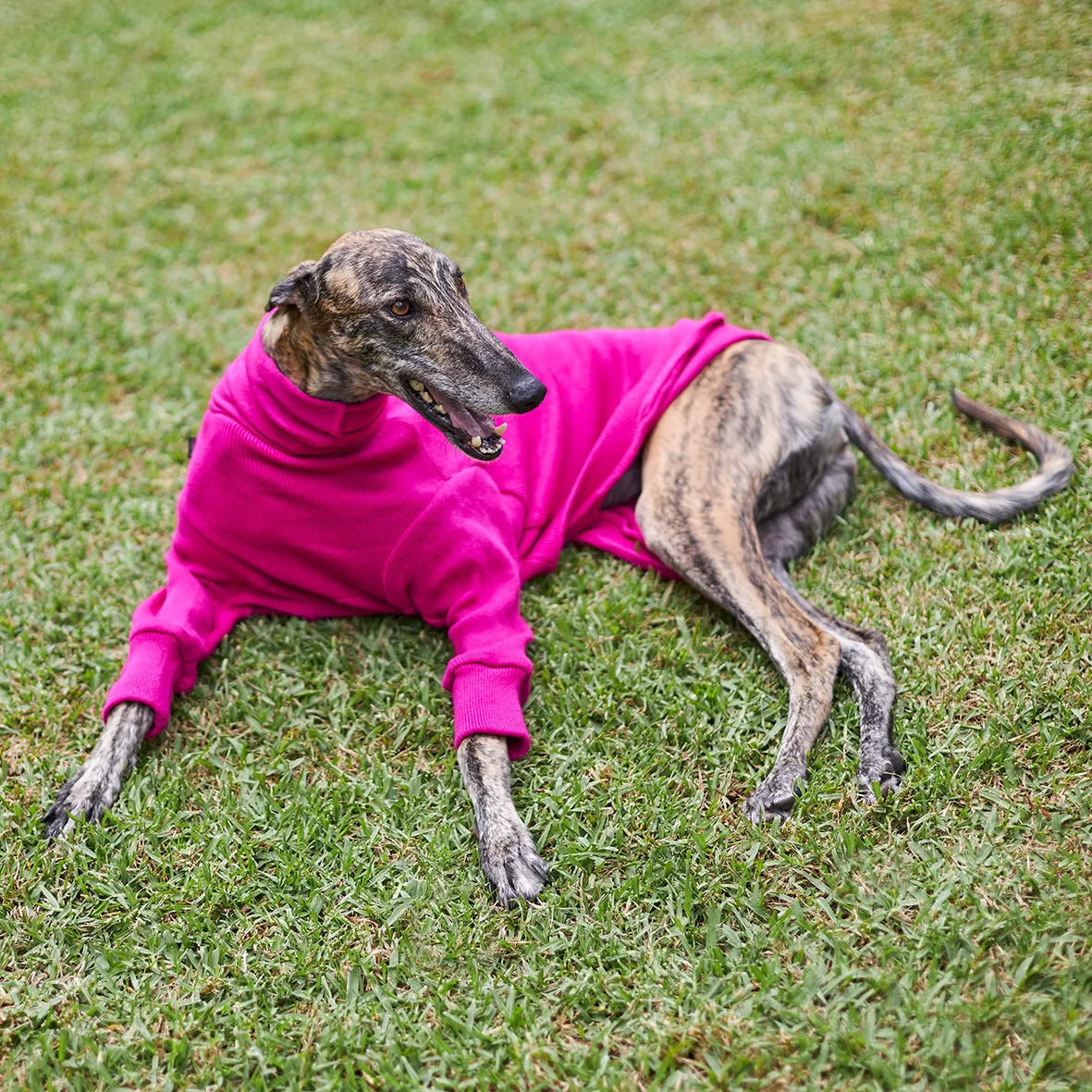 Greyhound Jumper - Kakadu