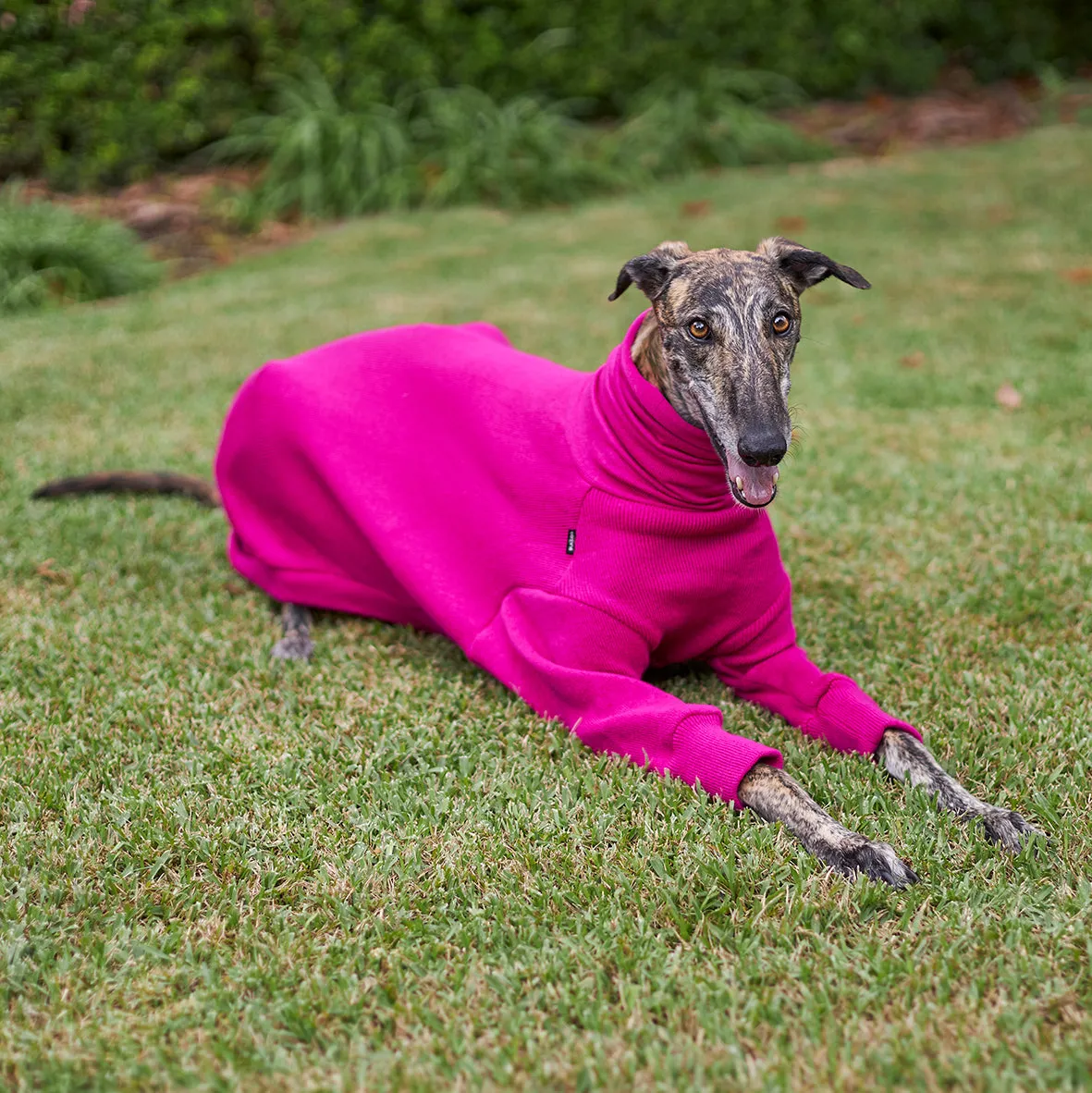 Greyhound Jumper - Kakadu