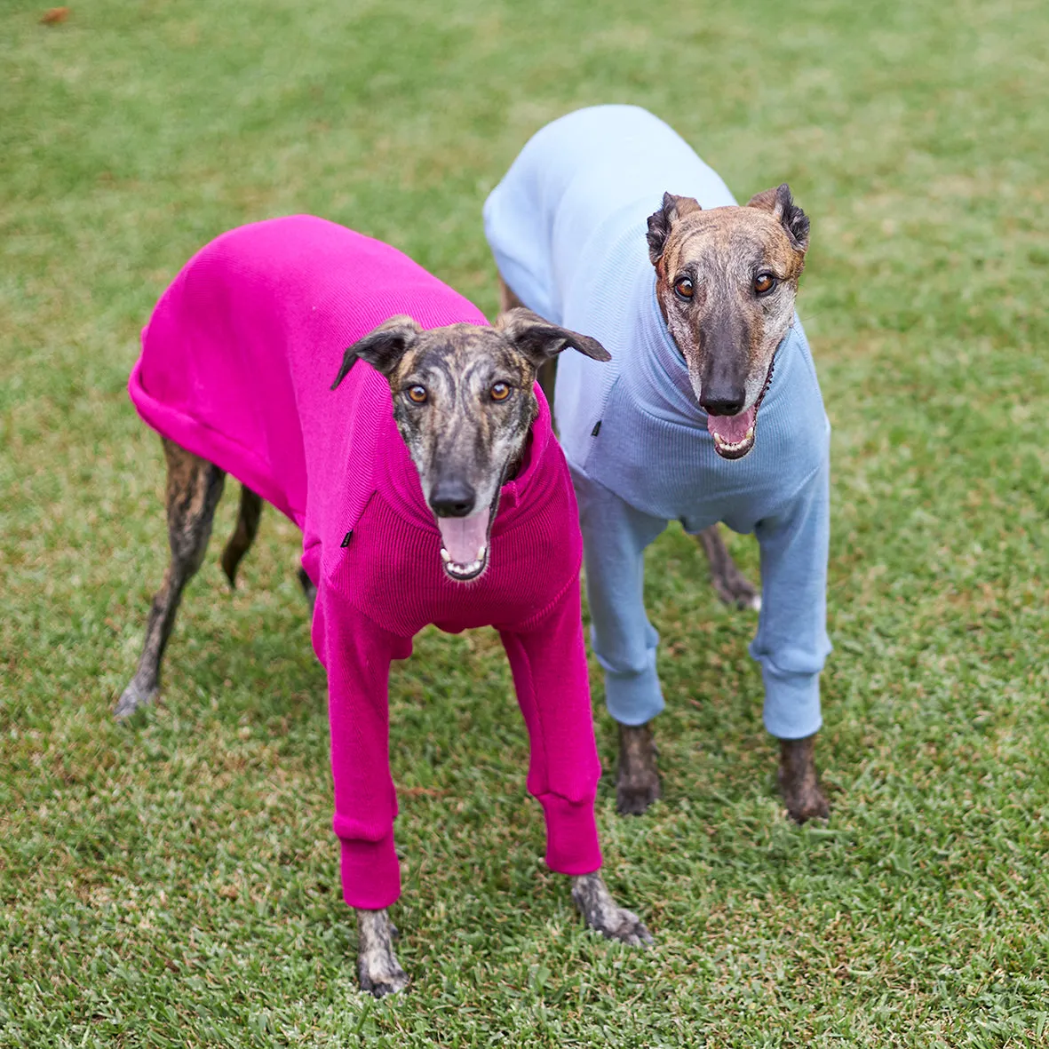Greyhound Jumper - Kakadu