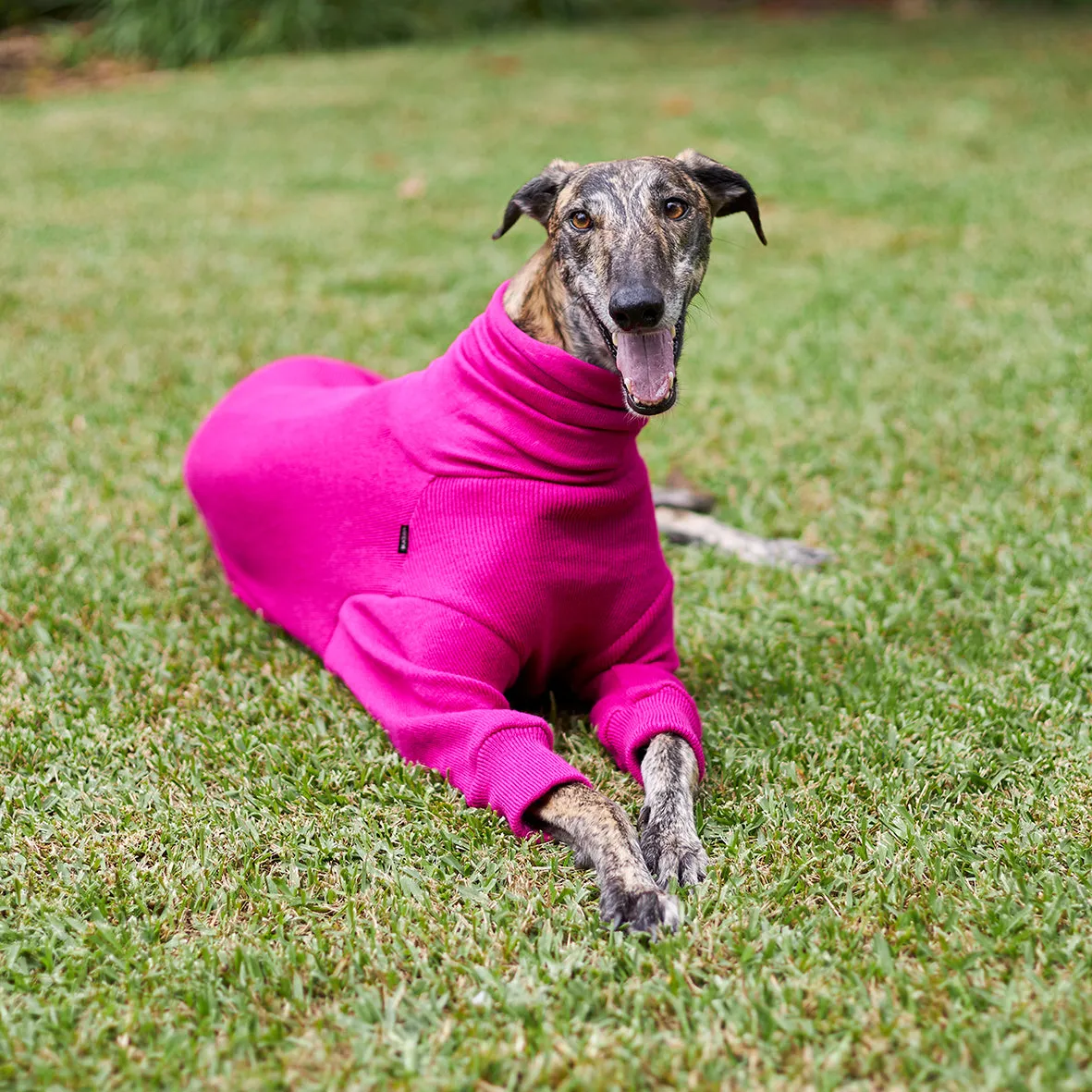 Greyhound Jumper - Kakadu